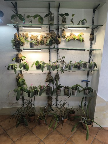 Lotto orchidee miste - orchidee,