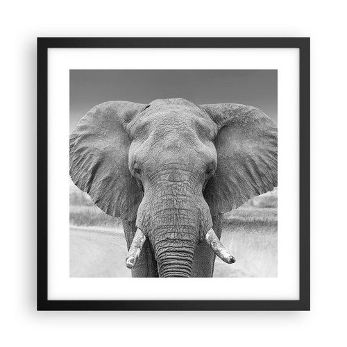 Poster 40x40cm elefante - poster,
