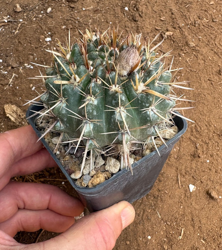 Notocactus submammullosus - submammullosus,