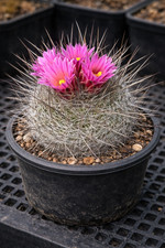Thelocactus macdowellii seeds - macdowellii,