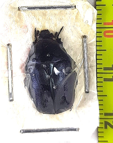 Scarabeo cetoniina - scarabeo.,,