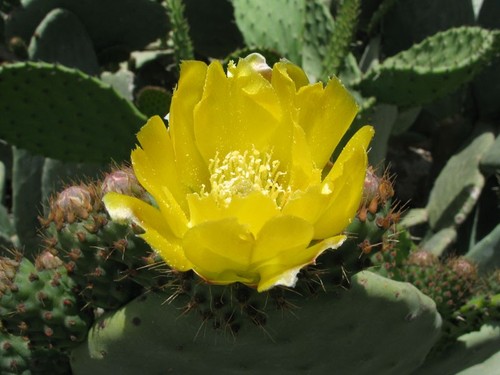 Talea opuntia fico india - talea,