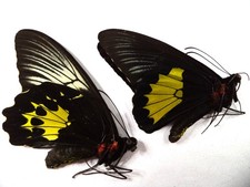 FARFALLE/ORNITOTTERI T REIDELLI NON MONTATI, COPPIA.