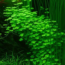 Hydrocotyle tripartita