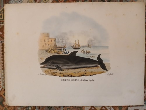 Litografia 1863 delfino - litografia,