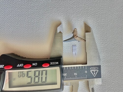 Dente squalo sgombro - dente,