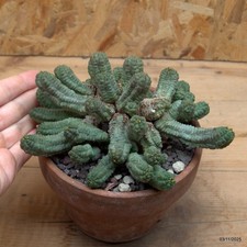 Euphorbia pseudoglobosa