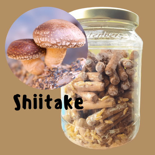 Shiitake spina per funghi - per,