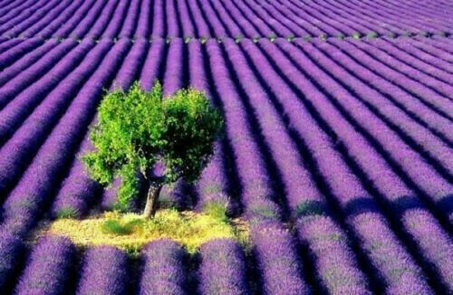 Lavanda vera provenza - lavanda, 50