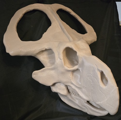 Huge protoceratops skull - huge,