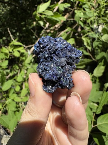 Esemplare malachite azzurra - esemplare,