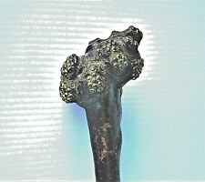 BASTONE - RAMO NODOSO - IMPUGNATURA CON INSERTI DI OTTONE - PUNTALE IN CORNO