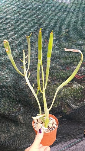 Euphorbia xylophylloides