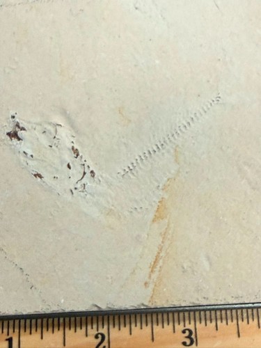 Lebanon marine fossil - lebanon,