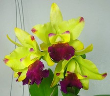 Cattleya Rhyncattleanthe