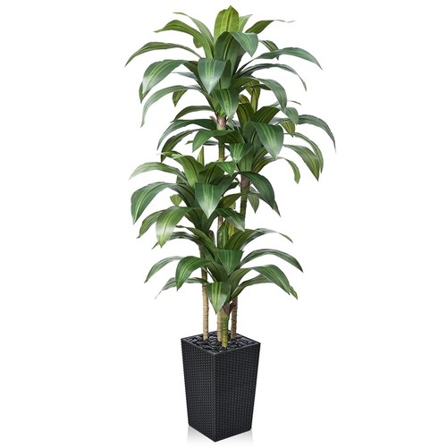 Verinatural albero dracaena - di,