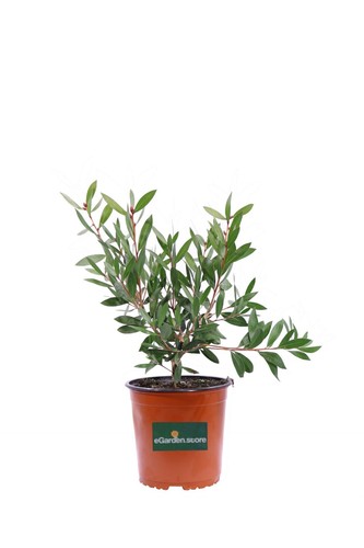 Pianta callistemon laevis - callistemon,