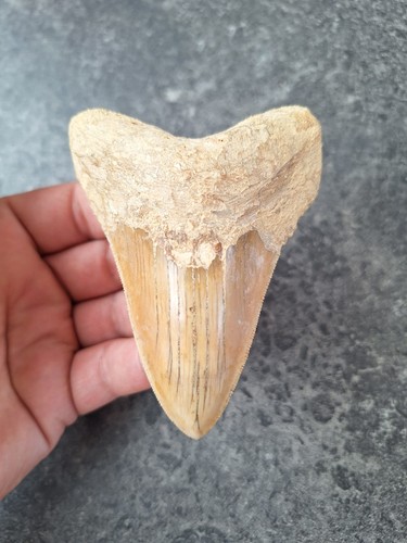 Indo megalodonte denti - indo, dentati
