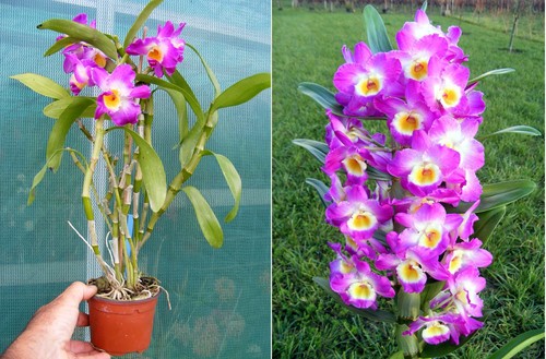 Dendrobium comet king - comet,