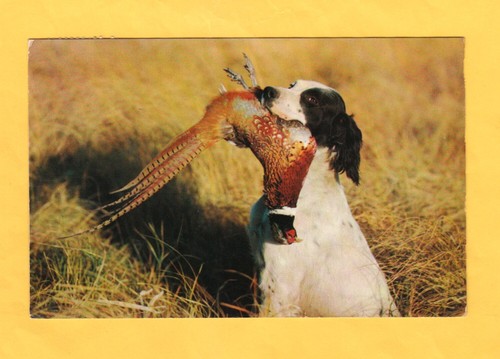 Cartolina cane caccia - cane, da