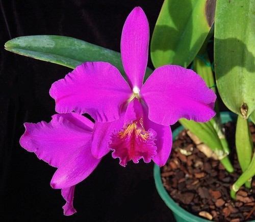 Pianta orchidea specie - di,