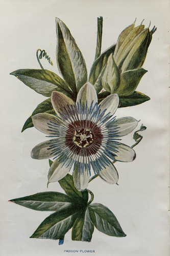 Stampa antica fiore - , della