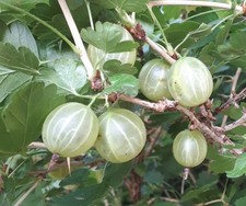 PIANTA DI UVASPINA BIANCA –