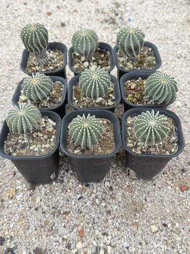 Geohintonia mexicana cactaceae - mexicana,