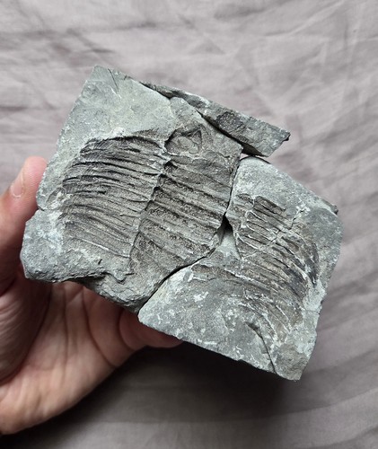 Rarissimo fossile parziale
