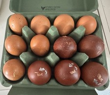 Marans hatching eggs - marans,