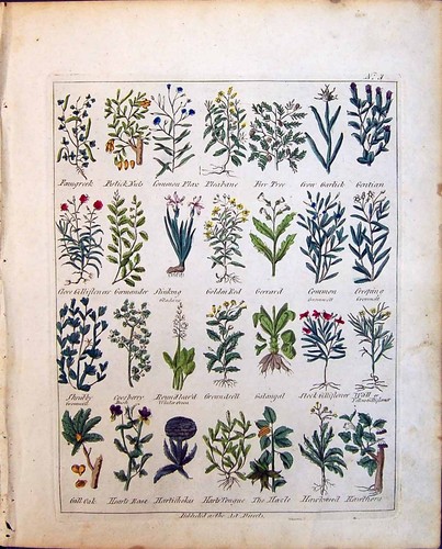 Vecchia stampa gen asta abete - stampa,