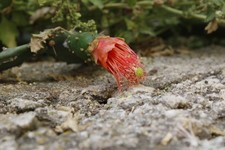 Nopalea / opuntia dejecta