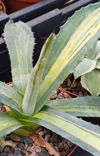 Agave americana mediopicta - americana, `mediopicta