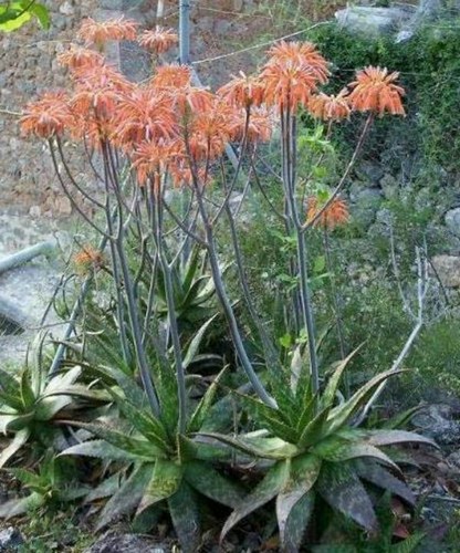 Pianta succulenta aloe - pianta,