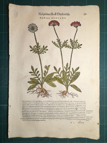 Mattioli matthioli erbario - erbario, a