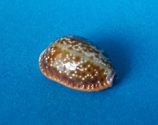 Cypraea helvola meridionalis