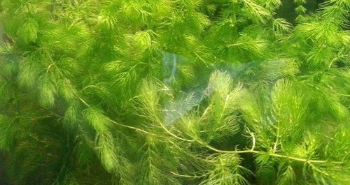 Ceratophyllum pianta - ceratophyllum,