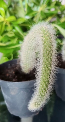 Hildewintera colademononiscoda - hildewintera,