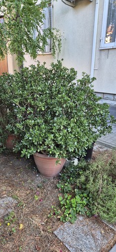Grandi piante crassula - di,