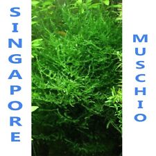 piante vere vive pianta per acquario acqua dolce tropicale muschio di singapore