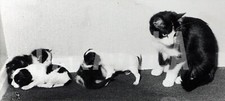 Foto Vintage Animali Domestici Gatta con i suoi cuccioli stampa 12x27 cm