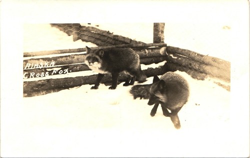 Alaska cross fox - cross, antica