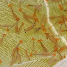 Uova di gambero fata coda di