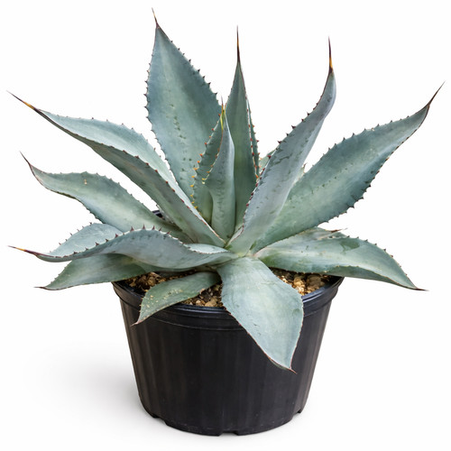 Agave scaposa seeds semi - -,