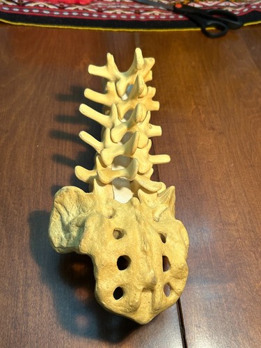 Sagbones colonna lombare sacro