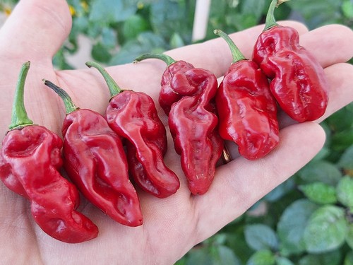 Semi peperoncino fatalii - semi, di