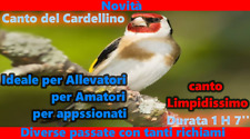 CANTO DEL CARDELLINO CON DIVERSI RICHIAMI LIMPIDISSIMO PER ALLEVATORI E AMATORI