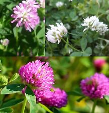 Mix semi Trifoglio Bianco