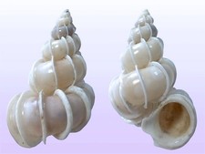 Epitoniidae, Epitonium scalare, Nha Trang, Vietnam, 45,4 mm, VINTAGE STOCK