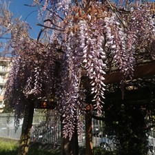 40 SEMI Freschi Di Wisteria